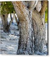 Pine Tree Canvas Print