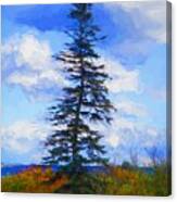 Pine Tree Canvas Print