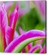 Pink And Green Tulip Petals Canvas Print