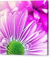 Pink  And Purple Daisy And Mum Canvas Print