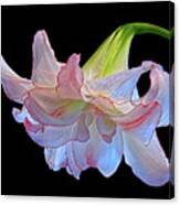 Pink And White Double Amaryllis On Black Canvas Print