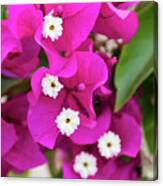 Pink And White Flowers Canvas Print