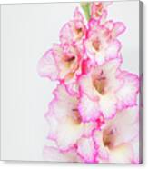 Pink And White Gladiola Canvas Print