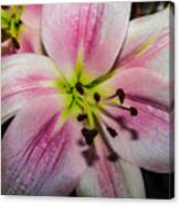 Pink And White Lily Canvas Print