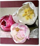 Pink And White Tulips Framed Canvas Print
