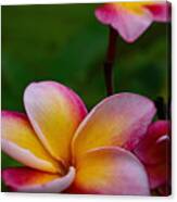 Pink And Yellow Canvas Print