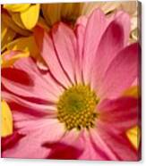 Pink And Yellow Mums Canvas Print