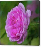 Pink Beauty In Bloom Canvas Print