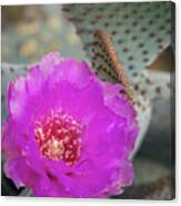 Pink Beavertail Cactus Canvas Print