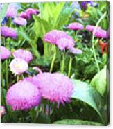 Pink Chrysanthemums In Monets Garden Canvas Print