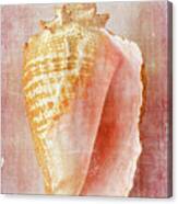 Pink Conch Canvas Print