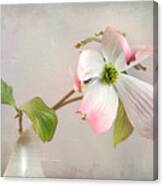 Pink Cornus Kousa Dogwood Blossom Canvas Print