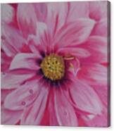Pink Dahlia I Canvas Print
