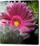 Pink Daisy Surrounded By White Dahlias Canvas Print