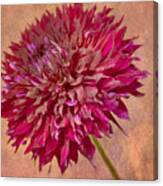 Pink Dalia With Texture Canvas Print