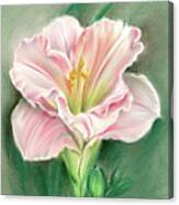 Pink Daylily And Green Buds Canvas Print