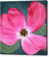 Pink Dogwood Blossom #2 Canvas Print