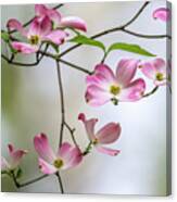 Pink Dogwoods In Bloom Canvas Print