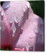 Pink Droplets Canvas Print