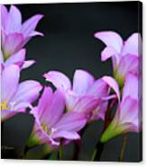 Pink Fairy Lilies Canvas Print