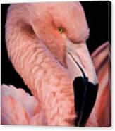 Pink Flamingo Portrait Ii Canvas Print