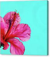 Pink Flower In Water Canvas Print
