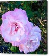 Pink-white Roses 1 Canvas Print