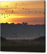 Pink Footed Geese At Holkham Norfolk Uk Canvas Print