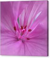 Pink Geranium Canvas Print