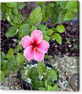 Pink Hibiscus And Wheel Canvas Print