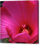 Pink Hibiscus Canvas Print