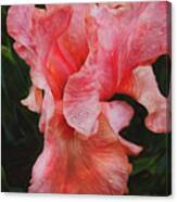 Pink Iris Glory Canvas Print