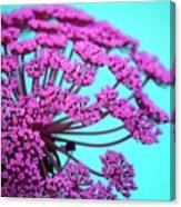 Pink Lace 02 Canvas Print