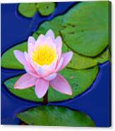 Pink Lily Canvas Print