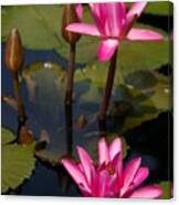 Pink Lotus Waterlilies Canvas Print