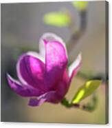 Pink Magnolia In The Sunlight Canvas Print