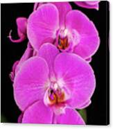 Pink Orchid Against A Black Background Canvas Print