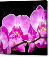 Pink Orchid Flora Canvas Print