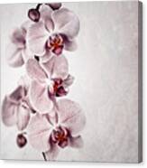 Pink Orchid Vintage Canvas Print