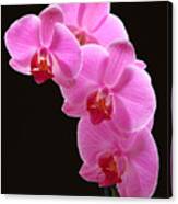 Pink Orchids Canvas Print
