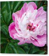 Pink Peony Canvas Print