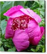 Pink Peony With Morning Dew Canvas Print