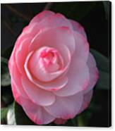 Pink Petals Camellia Canvas Print