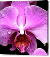 Pink Phalanopsis Orchid Flower . 7d5742 Canvas Print