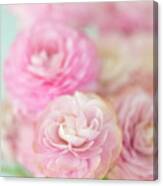 Pink Ranunculus On Blue Canvas Print