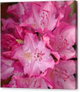 Pink Rhododendron 21 Canvas Print