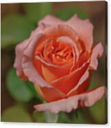 Pink Rose 2 Canvas Print