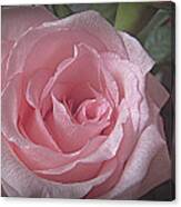 Pink Rose Bliss Canvas Print
