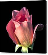 Pink Rose Bud Canvas Print