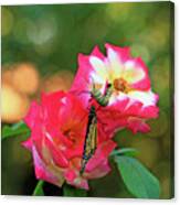 Pink Roses And Butterfly Photo Canvas Print